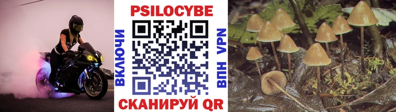 Галлюциногенные грибы Psilocybe  Питкяранта 